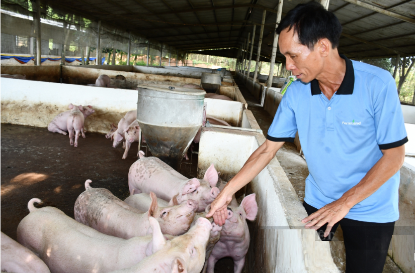 Từ những năm tháng làm nghề lái heo, A Giàng tích lũy được nhiều kinh nghiệm quý báu trong chăn nuôi