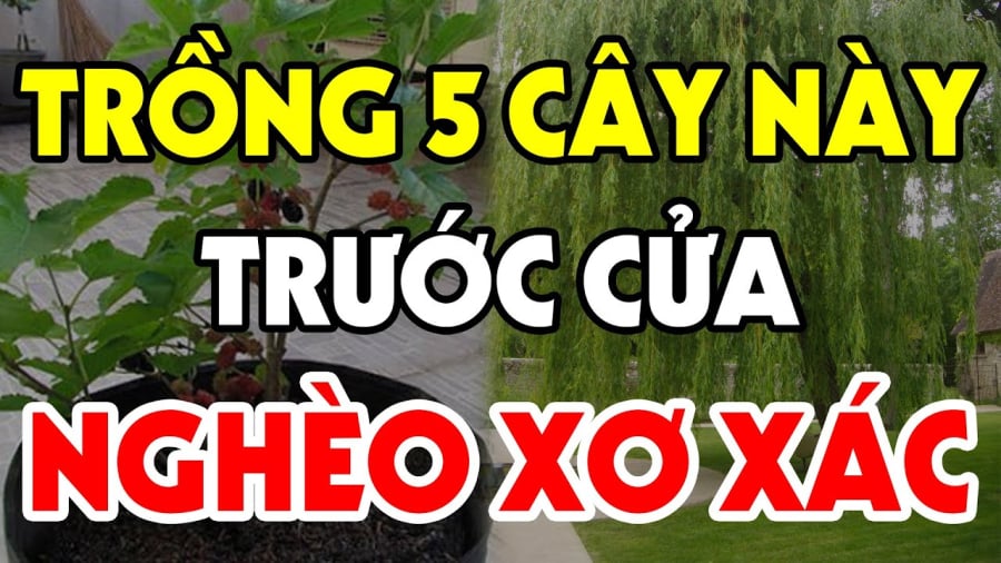 5 cây trồng không trồng trước nhà đau ốm khánh kiệt