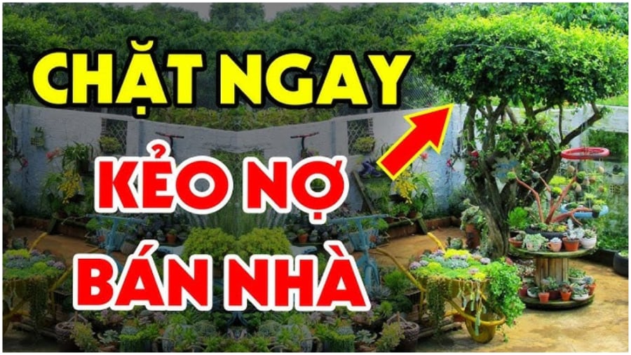 Những loại cây không nên trồng trước nhà