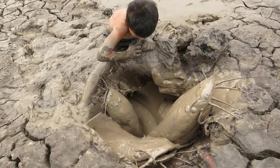 Tuy nhiên, khả năng phi thường của cá phổi Tây Phi cũng khiến chúng trở thành mục tiêu săn bắt của con người. 