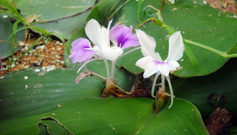 Cây địa liền gần như mọc hoang, phát triển mạnh mà không cần chăm bón quá cầu kỳ.  