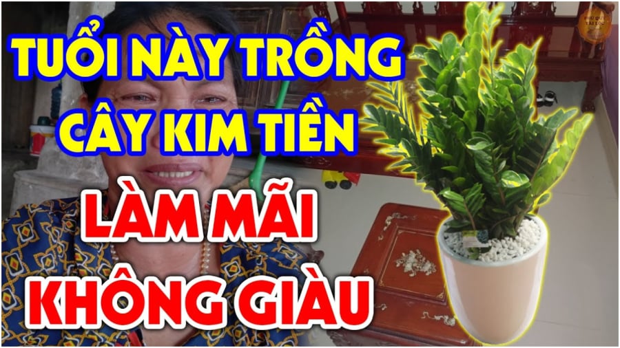 Tuổi nào không nên trồng kim tiền