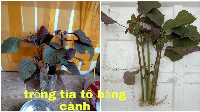 Bạn có thể dễ dàng trồng tía tô bằng cành.