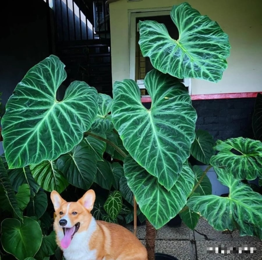 Trầu bà Philodendron gloriosum