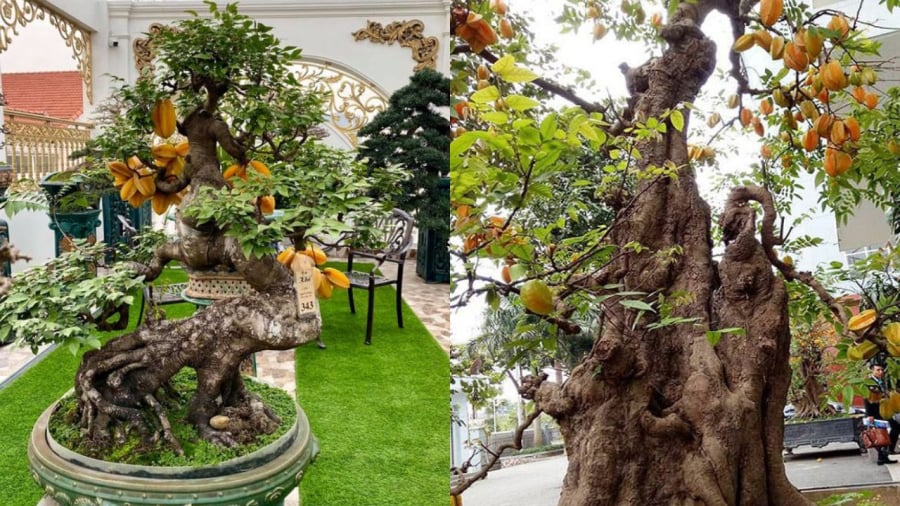 Cây khế bonsai rất đẹp