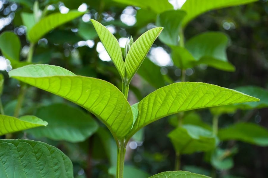 Lá ổi có khả năng cải thiện và làm đẹp da, giúp giảm mụn, làm sáng da một cách tự nhiên