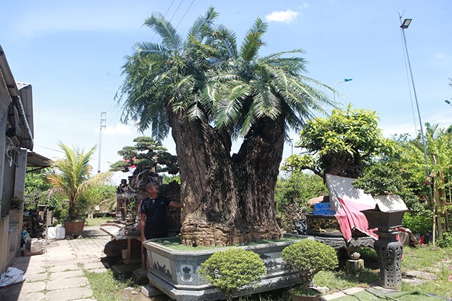 cay-dai-ven-duong-bien-hinh-thanh-bonsai-1741.jpg