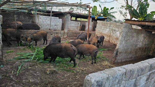 Tại trang trại của anh, đàn lợn rừng được nuôi thả tự nhiên trên khu vực rộng lớn cả ngàn ha, cho phép chúng sinh hoạt thoải mái