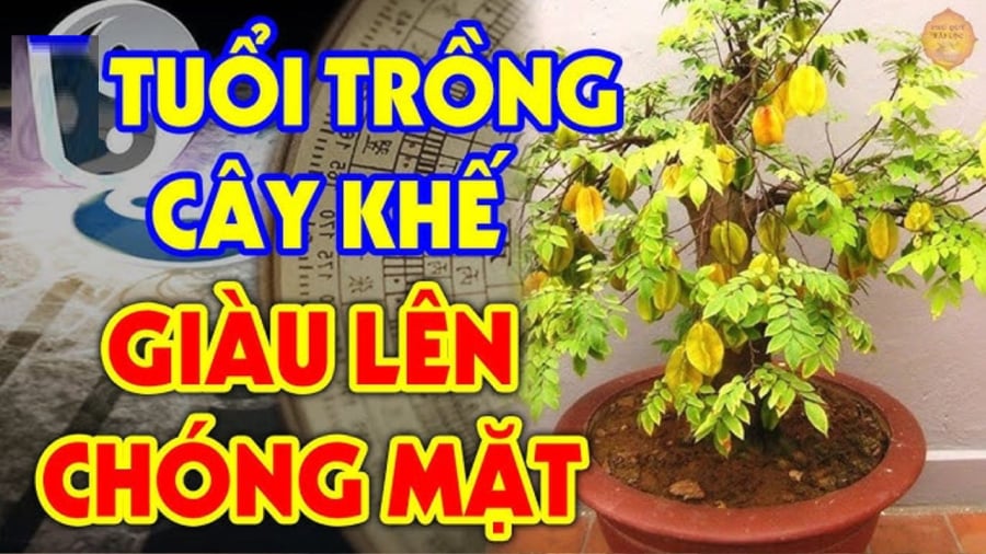 Trồng cây khế hợp phong thuỷ nhưng đừng dại trồng vào chỗ này, của cải đội nón ra đi