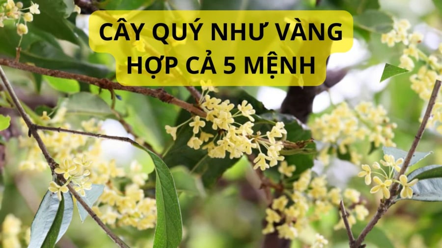 Cây mộc hương là cây cảnh quý