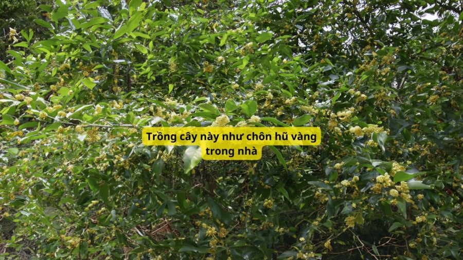 Mộc hương ra nhiều hoa 