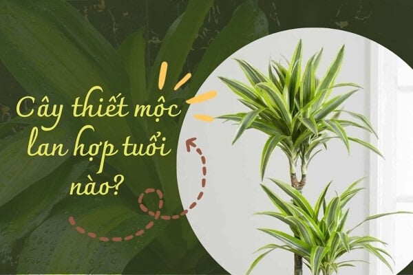 Trồng Thiết Mộc Lan: 2 người hợp mệnh hút tài lộc cực mạnh, 1 tuổi kị chỉ toàn gặp xui