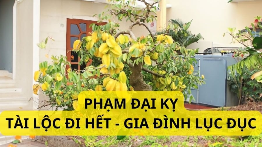 Trồng khế trước cửa nhà '1 kỵ, 2 nên', thần Tài 