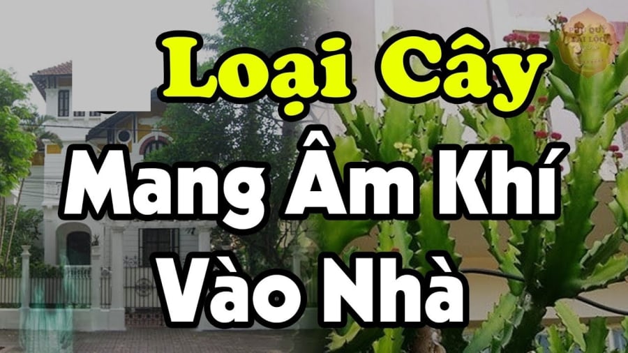 Trồng cây âm trước cửa gia đình khó mà giàu, tiền mấy đời cũng cạn kiệt, cây âm là cây nào?