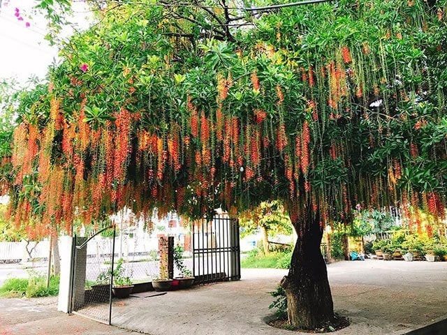 Trong vườn trồng 5 cây, con cháu sung túc, ngũ phúc đến cửa, là 5 cây gì?  