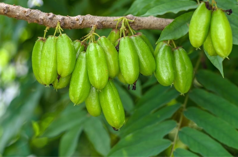 Những ai đã thưởng thức khế tàu đều cho rằng, trong giai đoạn còn xanh, quả khế tàu mang đến vị chua mạnh mẽ, thậm chí chua hơn cả chanh