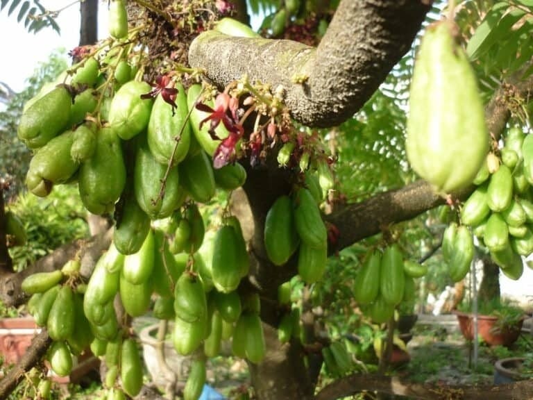 Trên các trang thương mại điện tử, mứt khế tàu hiện đang được rao bán với mức giá lên đến 150.000 đồng/kg