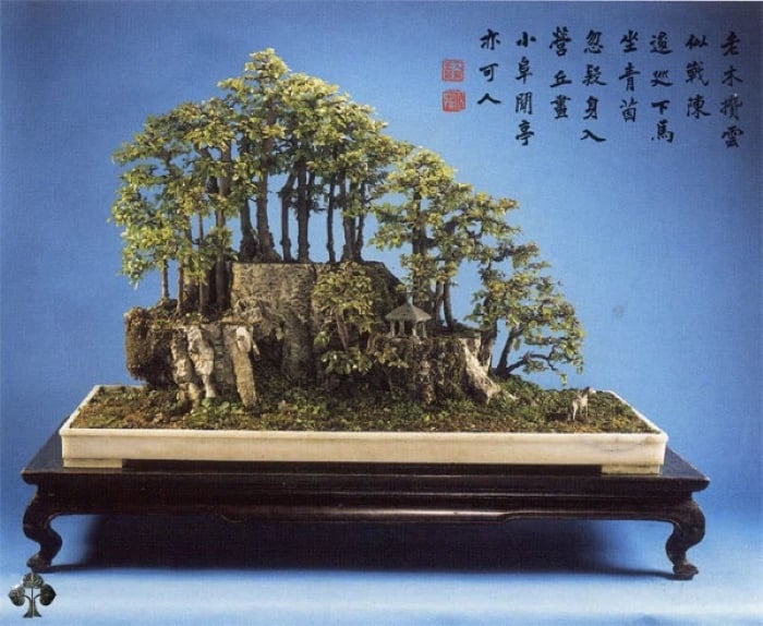 Cây Phong cảnh Penjing