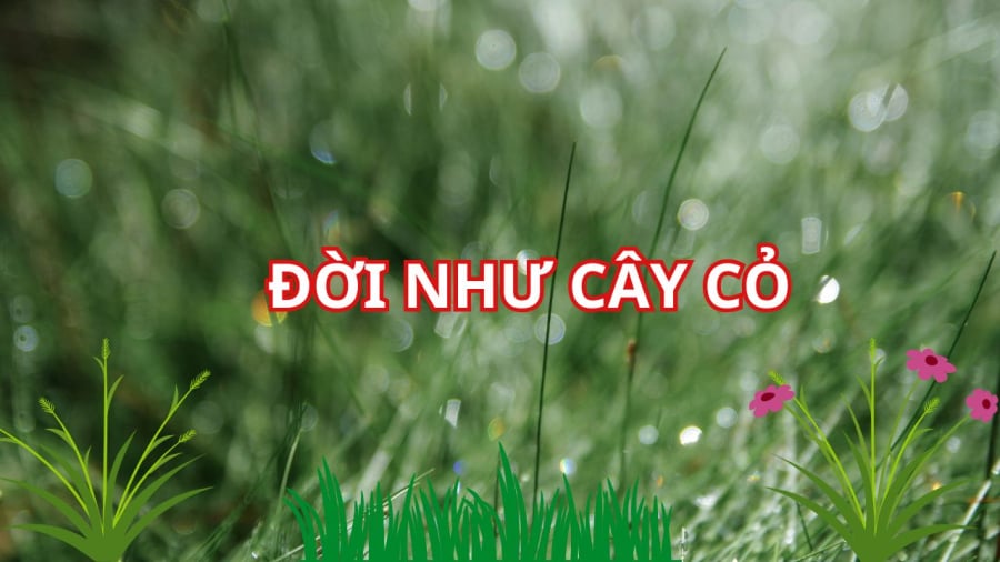 Dù là cây cỏ vẫn vui với mình