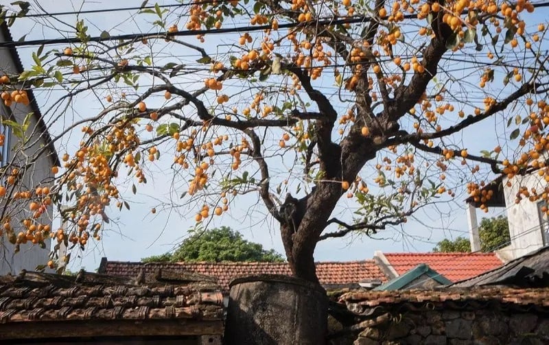 Nghèo mấy cũng đừng dại chặt bỏ 4 cây này, con cháu về sau mới hưởng phúc, là cây gì?