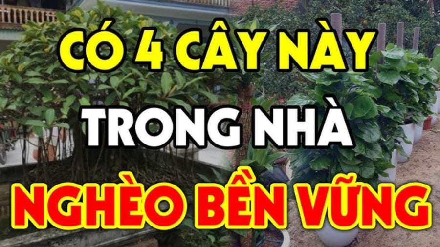 Những loại cây nên tránh trồng kẻo hao tài