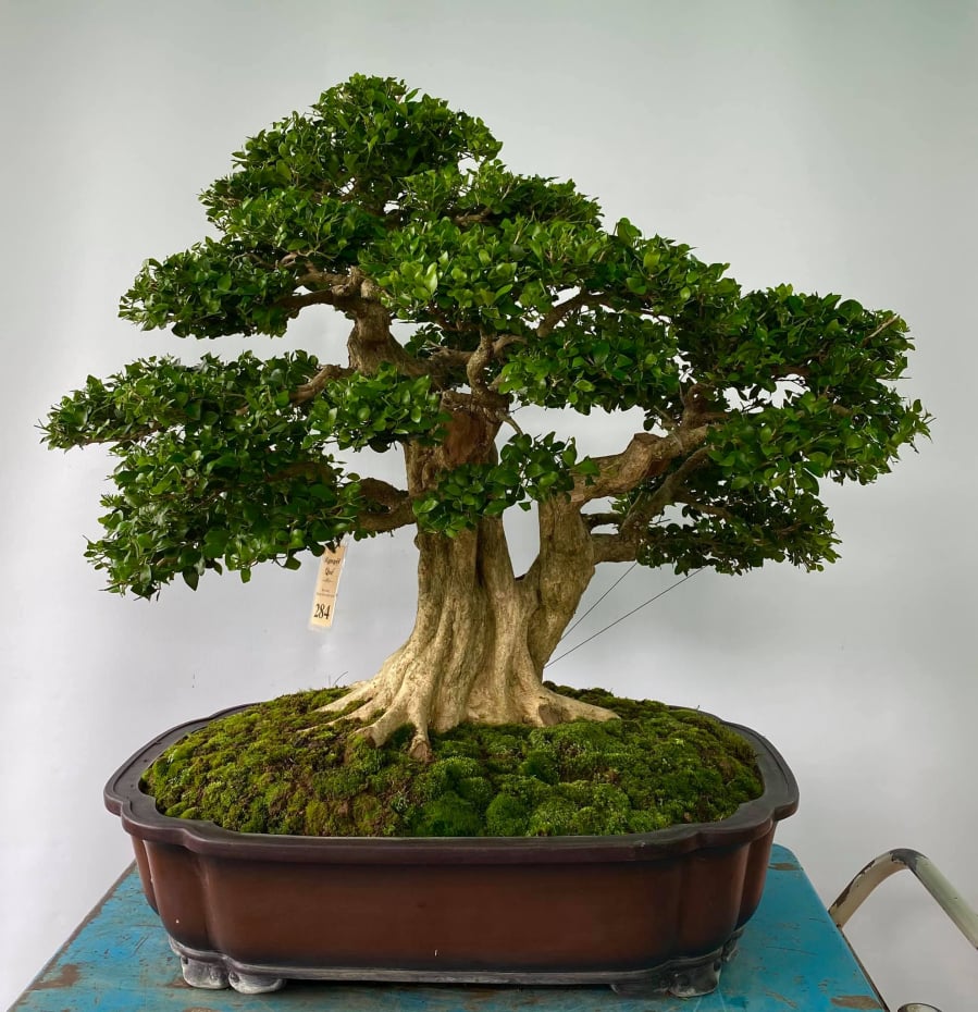 Cây nguyệt quế bonsai, khi còn non, chỉ có giá vài trăm nghìn đồng, nhưng đối với những cây đã trưởng thành, giá trị có thể lên đến hàng chục triệu đồng