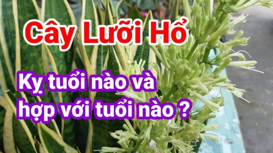 2 tuổi trồng cây lưỡi hổ rút cạn Tiền - Tài, 2 tuổi hợp mệnh nuôi cây, làm gì cũng đỏ