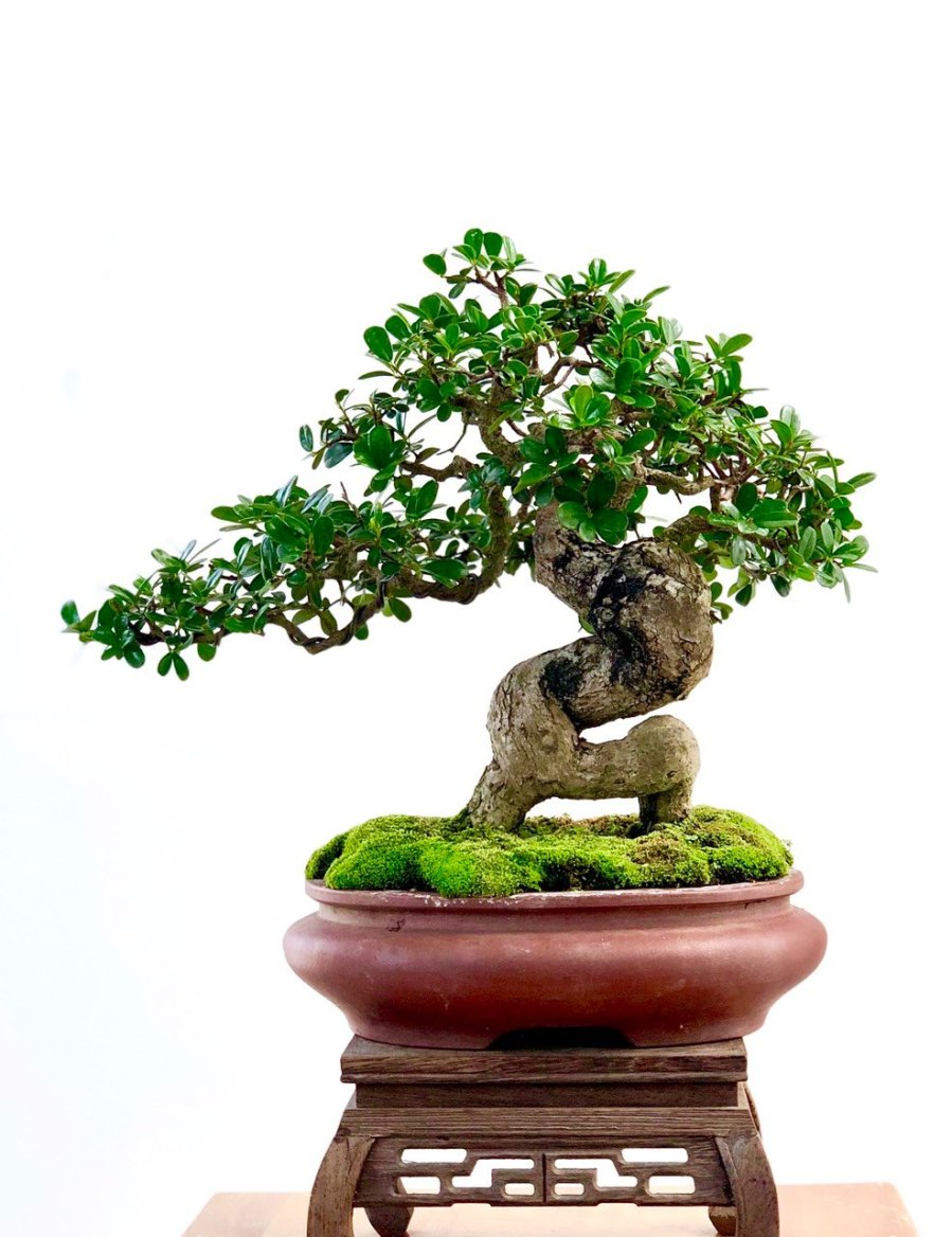 Ngoài những giá trị thẩm mỹ trong làm cảnh, cây hải châu bonsai còn mang đến giá trị kinh tế đáng kể