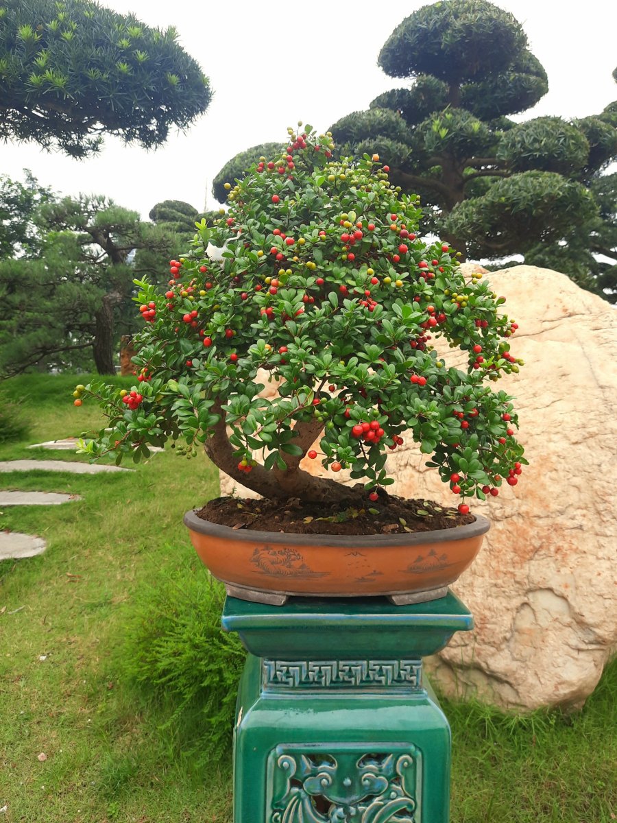 Hải châu thích ánh sáng, vì vậy hãy đặt cây ở những vị trí có ánh nắng tự nhiên, như bên cửa sổ hay ngoài sân