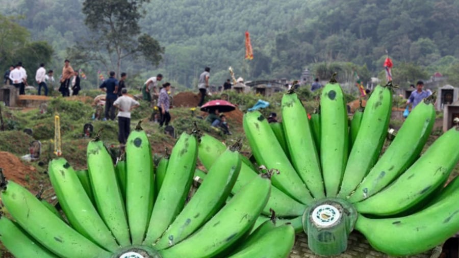 Chuối thường có trên ban thờ gia tiên nhưng nên hạn chế mang ra mộ