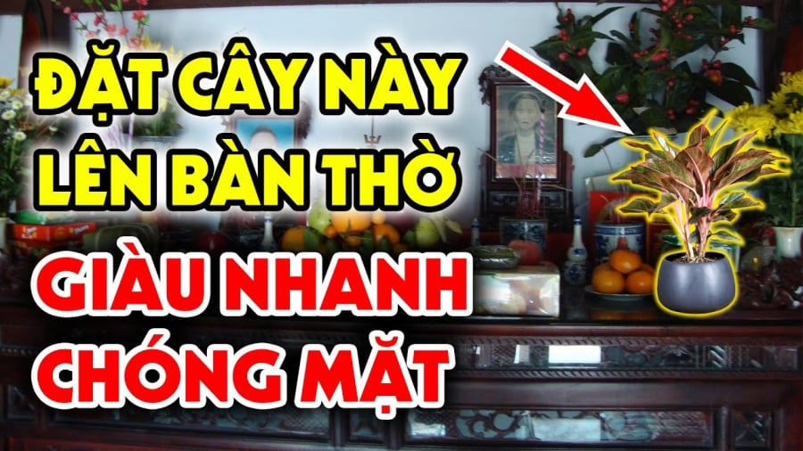 5 loại cây nghe tên đã thấy giàu, đặt lên bàn thờ lộc về tới tấp