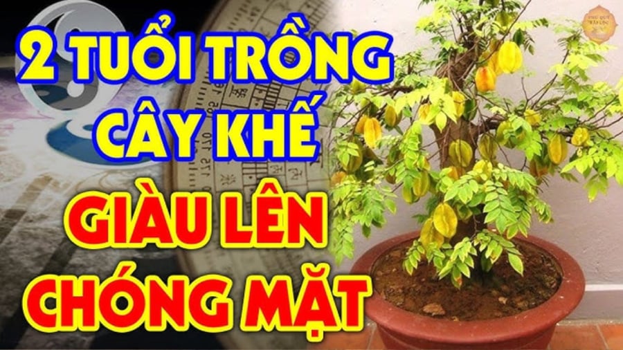 Người tuổi này hợp mệnh trồng khế, có 1 cây trong nhà tài lộc nhân đôi, phước phần đầy đủ