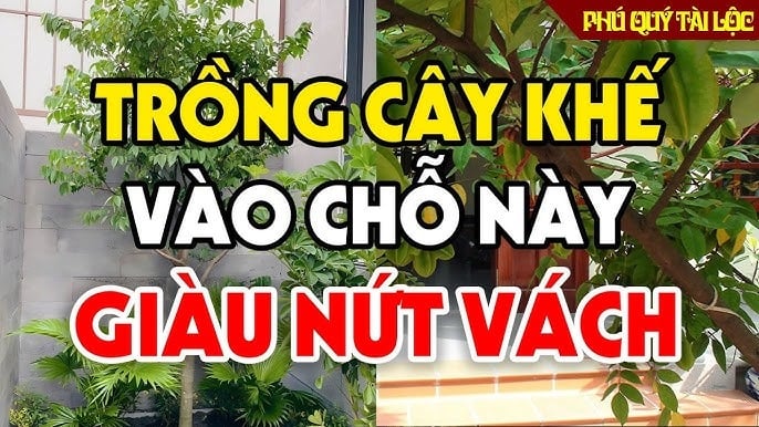 Người tuổi này hợp mệnh trồng khế, có 1 cây trong nhà tài lộc nhân đôi, phước phần đầy đủ