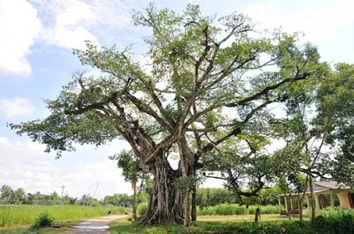 Cây Đa thường có tán to lớn, rậm rạm nên đây là nơi trú ngụ lý tưởng của âm khí.