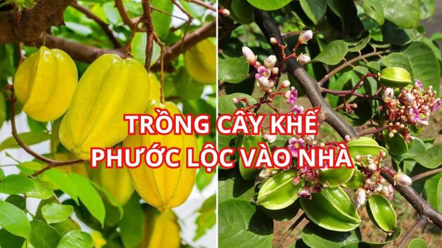 Cây khế gắn liền với câu chuyện ăn khế trả vàng, nhân hậu giàu phước báo