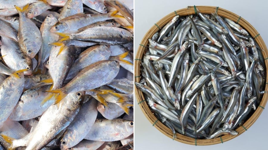 Cá mòi, cá cơm là những loại cá béo kích thước nhỏ nhưng giàu omega-3.