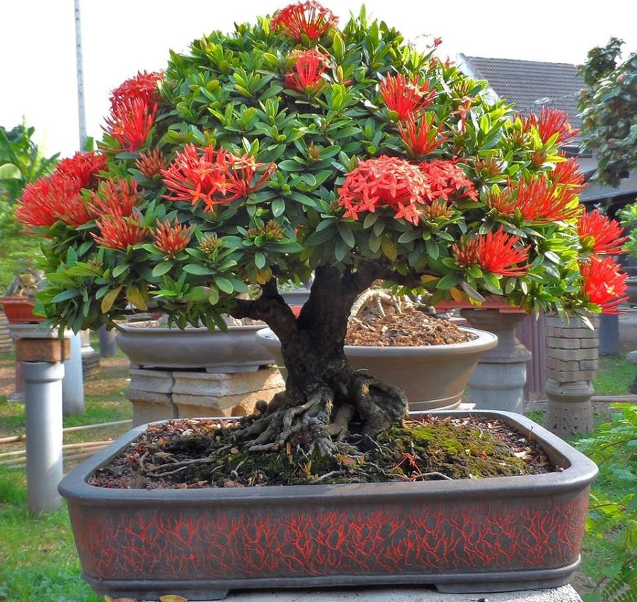 cay-mau-don-ta-bonsai-1-0915.jpg