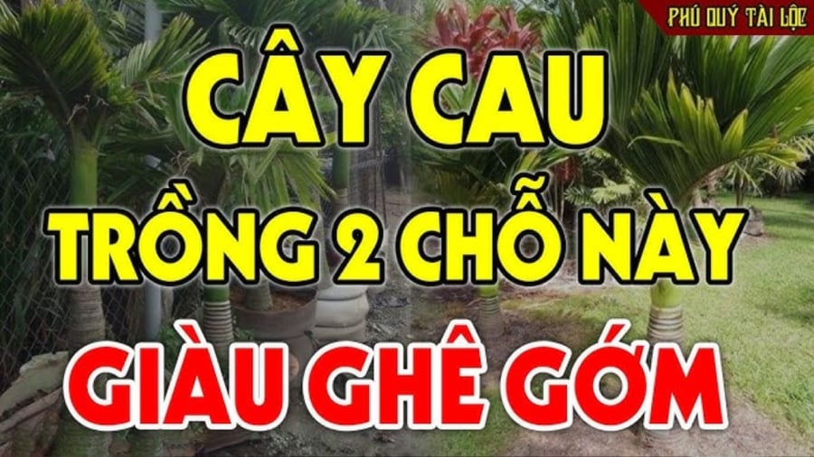 Trồng loại cây chiêu tài gọi lộc trước cổng, gia chủ phúc lâu bền, con cháu 3 đời vẫn giàu