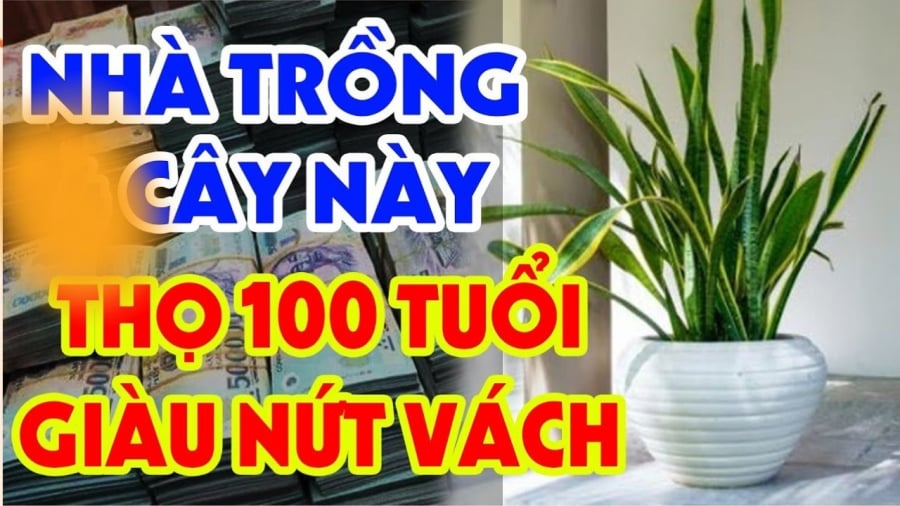 Người xưa có câu: 'Trong nhà có hai cây thì dù không giàu cũng có phước', một trong hai cây này có thể 'bảo vệ nhà'.