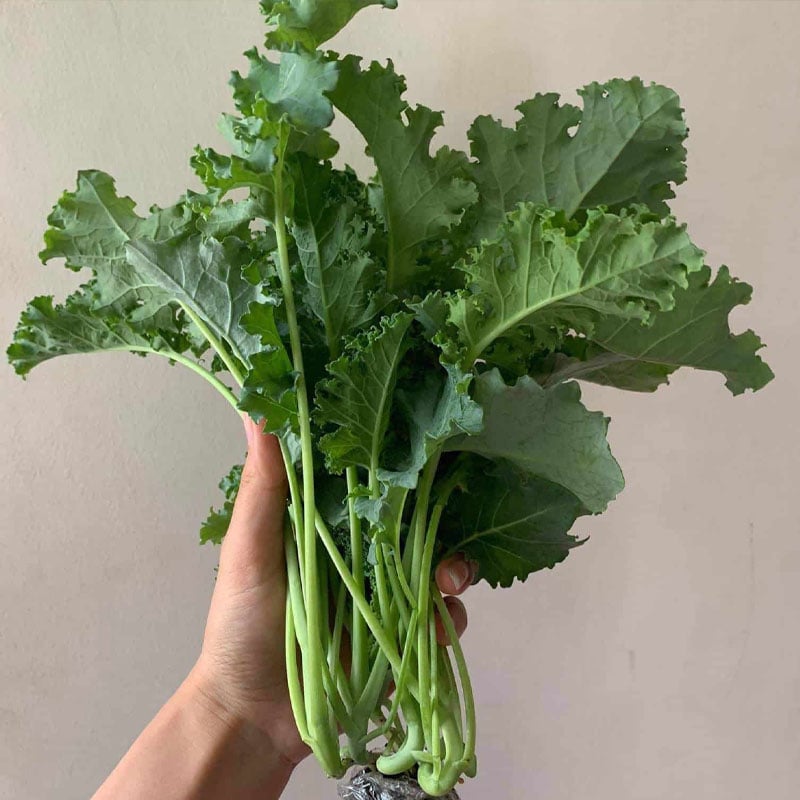 Rau cải xoăn (kale) là một nguồn dinh dưỡng tuyệt vời, chứa nhiều canxi và magie