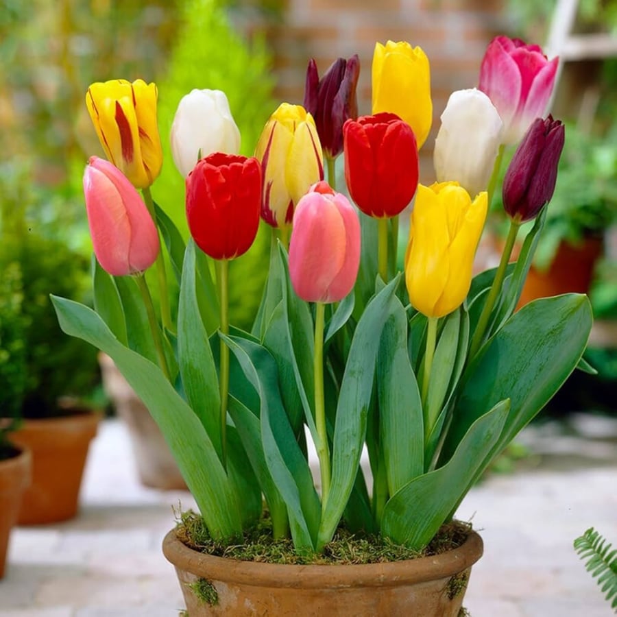 Bạn nên tránh trồng hoa tulip trong phòng làm việc vì có chất kiềm độc. 