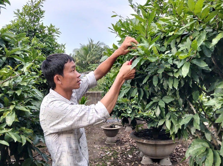 Nhờ vào việc nắm vững kỹ thuật, khu vườn mai của anh luôn phát triển mạnh mẽ và ra hoa đúng mùa lễ