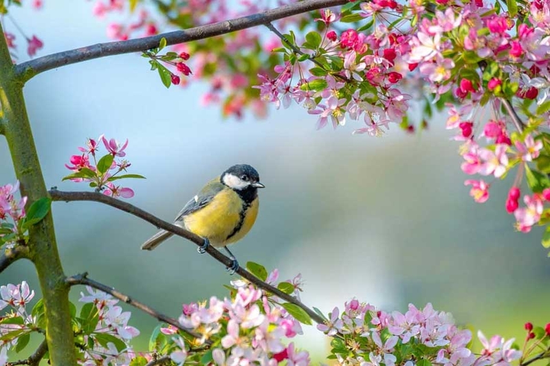 Trong nông nghiệp, Lập Xuân đánh dấu thời điểm bắt đầu vụ mùa mới, người nông dân chuẩn bị gieo trồng với hy vọng một mùa màng bội thu. (Ảnh minh họa)