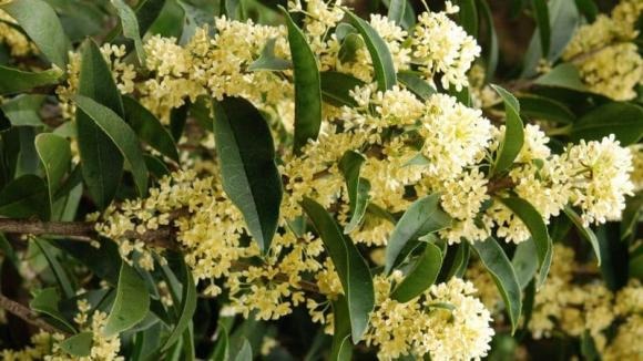 Mộc hương, hay còn gọi là quế hoa, quế tê (tên tiếng Anh: Osmanthus fragrans), là một loài cây cảnh lâu đời, quen thuộc trong văn hóa Á Đông.