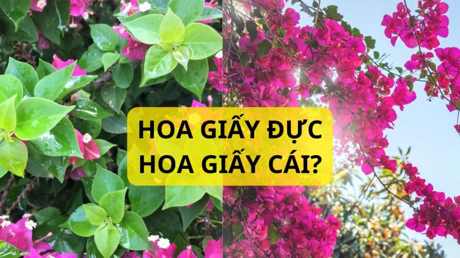 Hãy tuốt bỏ vợi lá 