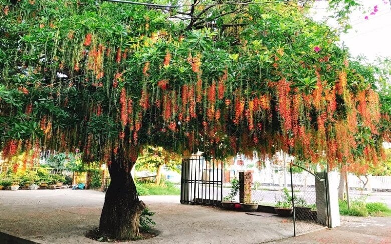 Trồng 2 cây trong nhà thì dù không giàu cũng có phước, đó là 2 cây gì