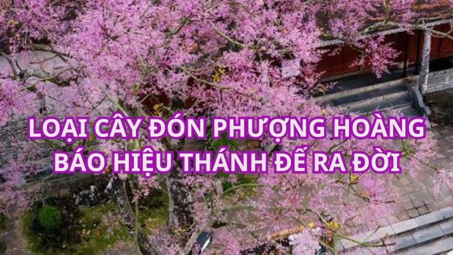 Cây ngô đồng thân gỗ