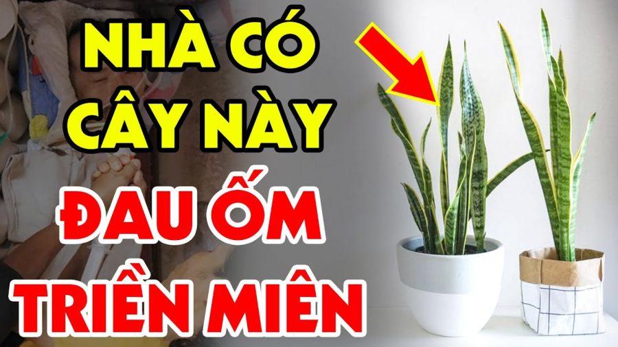 Những loại cây kiêng kỵ