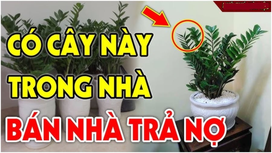 Nhà có 4 loại cây này xanh tươi sức khỏe càng đi xuống