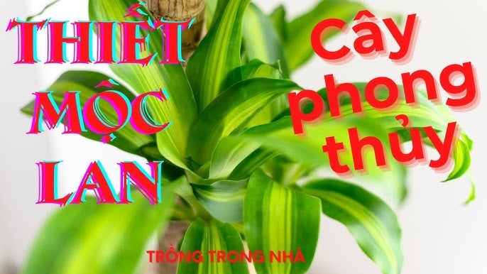 Thiết Mộc Lan hợp phong thủy nhưng rất kị với mệnh này, cố trồng tiền của khánh kiệt